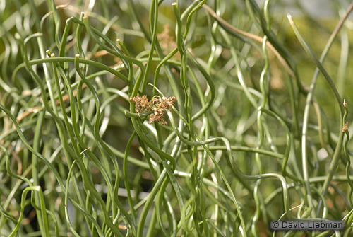 picture of Corkscrew Rush Potted Reg                                                                            Juncus effusus spiralis