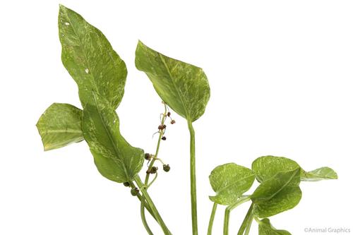 picture of Crushed Ice Sagittaria Potted Reg                                                                    Sagittaria graminea