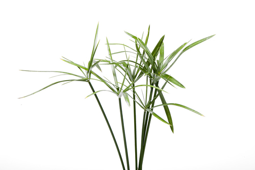 picture of Dwarf Umbrella Palm Potted Reg                                                                       Cyperus alternifolius var. gracilis