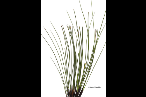 picture of Common Rush Potted Reg                                                                               Juncus glaucus