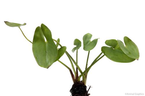 picture of Flowering Rush Potted Reg                                                                            Butomus umbellatus