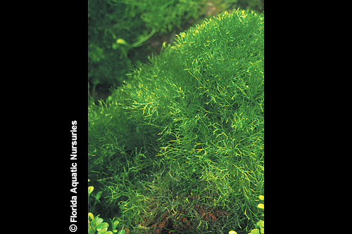 picture of Riccia Floating Plant 1 lb                                                                           Riccia fluitans