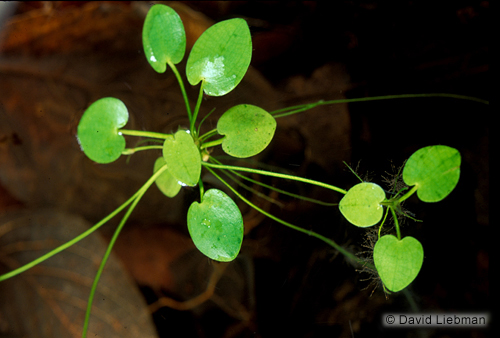 picture of Frogbit Floating Plant                                                                               Limnobium spongia