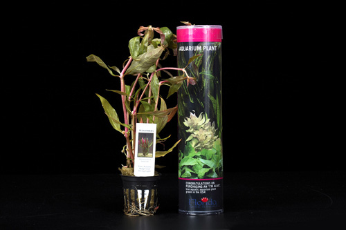 picture of Telanthera Plant Tube Pack Med                                                                       Alternathera reineckii