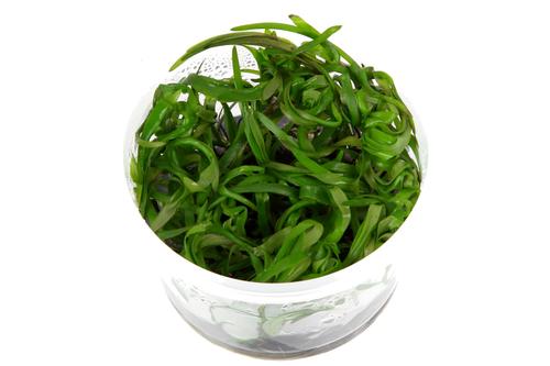 picture of Tropica Heteranthera Zosterifolia Tissue Cultured Plant Cup - Easy                                   Heteranthera zosterfolia