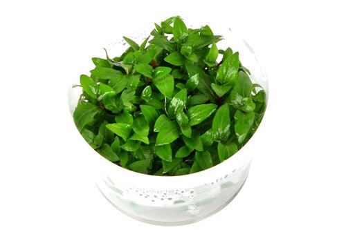 picture of Tropica Staurogyne Repens Tissue Cultured Plant Cup - Easy                                           Staurogyne repens