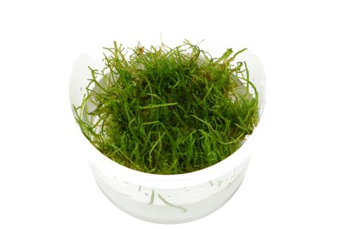 picture of Tropica Taxiphyllum Barbieri Tissue Cultured Plant Cup - Easy                                        Taxipyllum barbieri