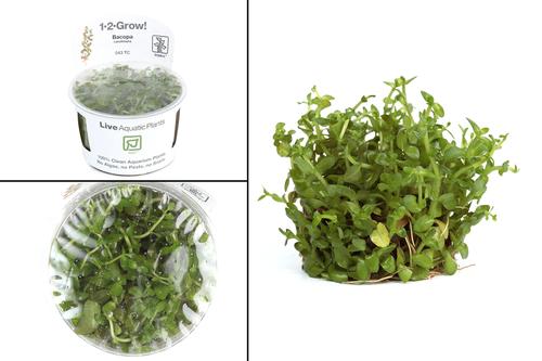 picture of Tropica Bacopa Caroliniana Tissue Cultured Plant Cup - Easy                                          Bacopa caroliniana