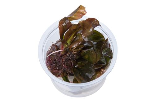 picture of Tropica Echinodorus 'Reni' Tissue Cultured Plant Cup - Easy                                          Echinodorus 'Reni'