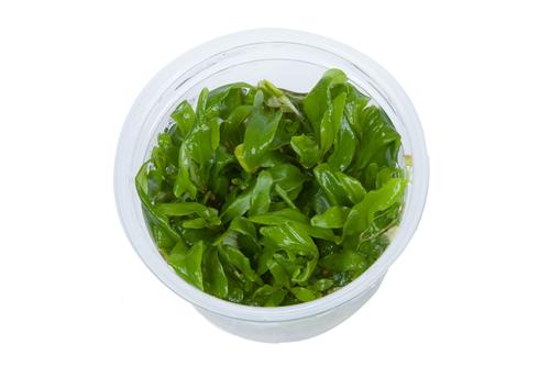 picture of Tropica Hygrophila 'Siamensis 53B' Tissue Cultured Plant Cup - Easy                                  Hygrophila 'Siamensis 53B'