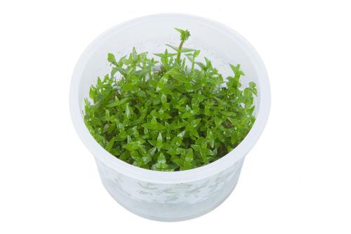 picture of Tropica Gratiola Viscidula Tissue Cultured Plant Cup - Medium                                        Gratiola viscidula