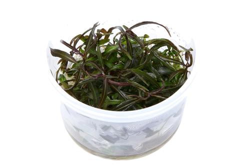 picture of Tropica Hygrophila 'Araguaia' Tissue Cultured Plant Cup - Medium                                     Hygrophila lanceolata 'Araguaia'