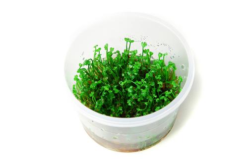 picture of Tropica Marsilea Crenata Tissue Cultured Plant Cup - Medium                                          Marsilea crenata