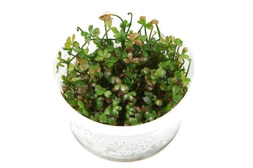 picture of Tropica Marsilea Hirsuta Tissue Cultured Plant Cup - Medium                                          Marsilea hirsuta