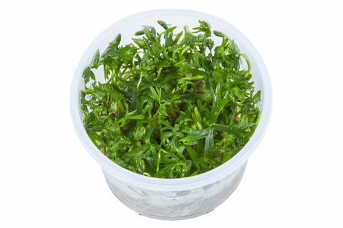 picture of Tropica Ranunculus Inundatus Tissue Cultured Plant Cup - Medium                                      Ranunculus inundatus