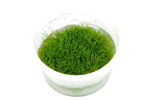 picture of Tropica Riccia Fluitans Tissue Cultured Plant Cup - Medium                                           Riccia fluitans