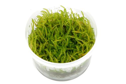 picture of Tropica Vesicularia Ferriei 'Weeping' Tissue Cultured Plant Cup - Medium                             Vesicularia ferriei 'Weeping'