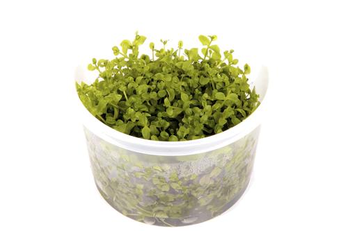 picture of Tropica Micranthemum 'Monte Carlo' Tissue Cultured Plant Cup - Medium                                Micranthemum spp 'Monte Carlo'