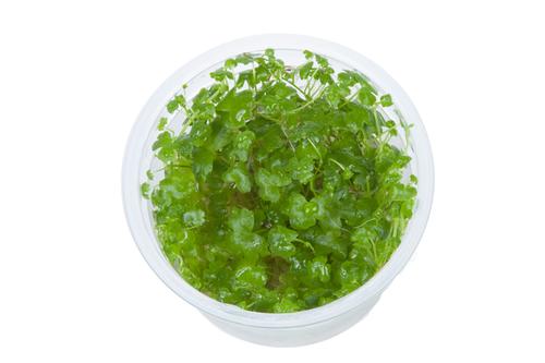 picture of Tropica Hydrocotyle Tripartita Tissue Cultured Plant Cup - Medium                                    Hydrocotyle tripartita