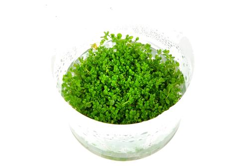 picture of Tropica Hemianthus Callitrichoides 'Cuba' Tissue Cultured Plant Cup - Advanced                       Hemiantus callitrichoides 'Cuba'