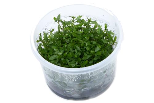 picture of Tropica Proserpinaca Palustris 'Cuba' Tissue Cultured Plant Cup - Advanced                           Proserpinaca palustris 'Cuba'