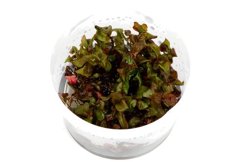 picture of Tropica Rotala Macrandra Tissue Cultured Plant Cup - Advanced                                        Rotala macrandra