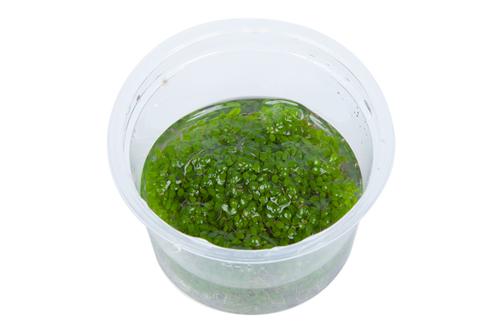 picture of Tropica Elatine Hydropiper Tissue Cultured Plant Cup -Advanced                                       Elatine hydropiper