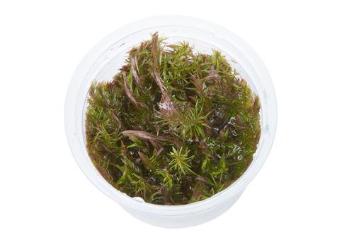 picture of Tropica Rotala Wallichii Tissue Cultured Plant Cup - Advanced                                        Rotala wallichii