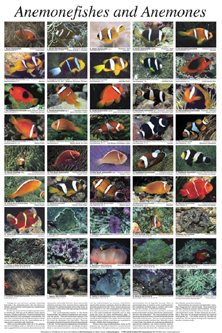 picture of Anemonefish Poster                                                                                   