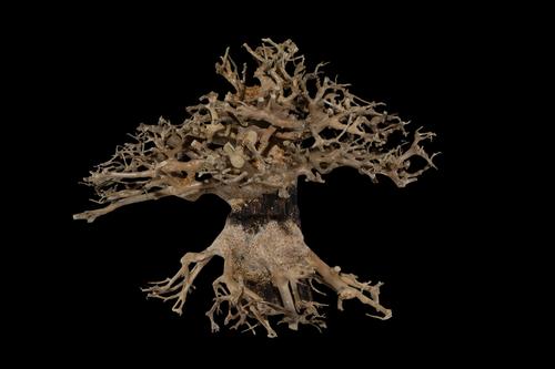 picture of Redwood Bonsai Driftwood M220 Sml                                                                    Artocarpus heterophyllus