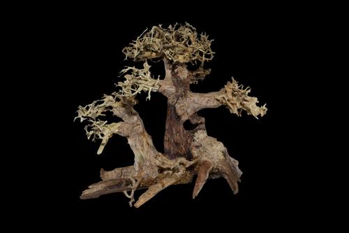 picture of Multi Trunk Bonsai Driftwood M600 Sml                                                                Artocarpus heterophyllus