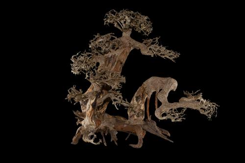 picture of Multi Trunk Bonsai Driftwood M603 Xlg                                                                Artocarpus heterophyllus