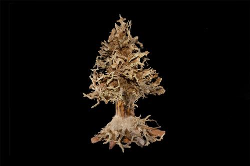 picture of Christmas Tree Bonsai Driftwood M801 Med                                                             Artocarpus heterophyllus