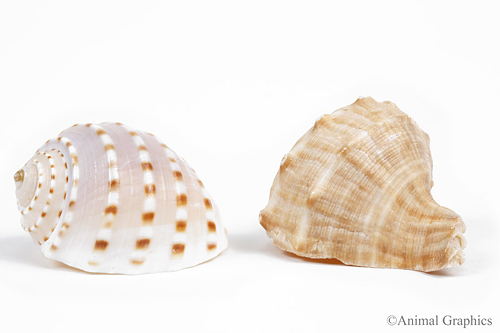 picture of Hermit Crab Shell Fancy Reg                                                                           
