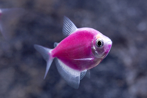 glofish coloring pages - photo #36