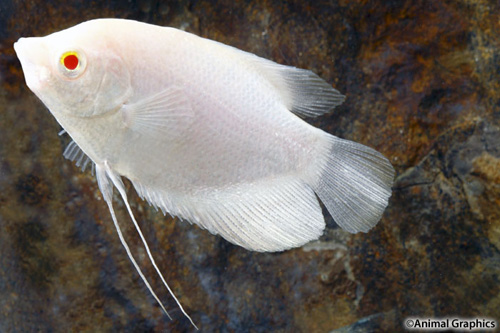 picture of Albino Osphronemus Gourami Med                                                                       Osphronemus goramy 'Albino'