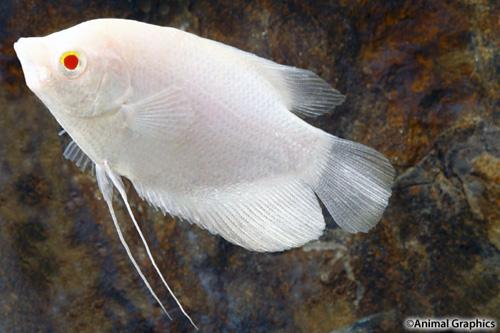 picture of Albino Osphronemus Gourami Xlg                                                                       Osphronemus goramy 'Albino'