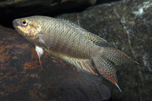 picture of Black Paradise Gourami Med                                                                           Macropodus concolor