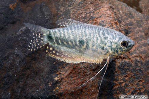 picture of Blue Gourami Reg                                                                                     Trichogaster trichopterus