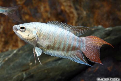 picture of Blue Paradise Gourami Med                                                                            Macropodus opercularis