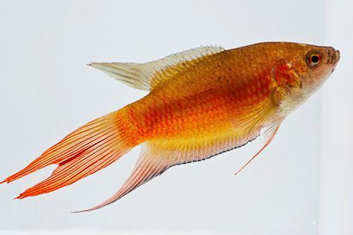 picture of Flame Paradise Gourami Sml                                                                           Macropodus opercularis 'Flame'