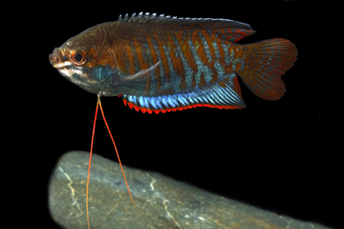 picture of Banded Gourami Reg                                                                                   Colisa fasciata