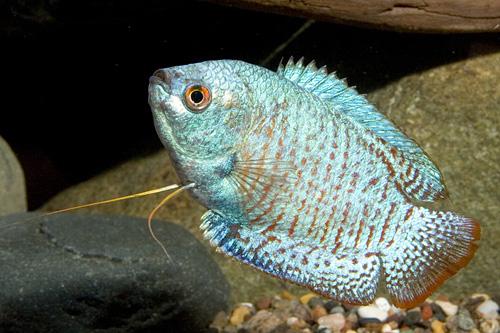 picture of Cobalt Blue Dwarf Gourami Male Sml                                                                   Colisa lalia 'Blue'