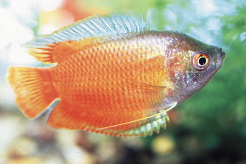 picture of Flame Dwarf Gourami Male Med                                                                         Colisa lalia 'Red'
