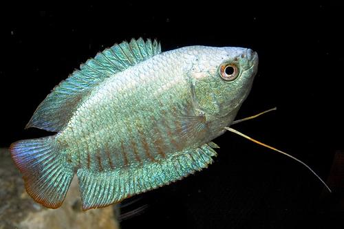 picture of Powder Blue Dwarf Gourami Male Sml                                                                   Colisa lalia 'Powder Blue'