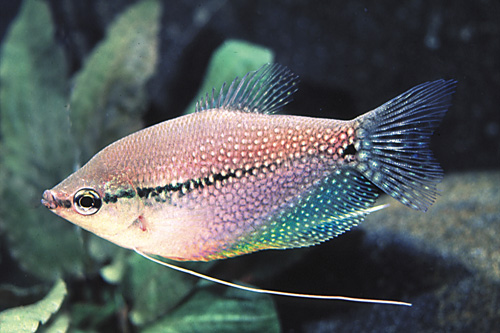 picture of Pearl Leeri Gourami M/S                                                                              Trichogaster leeri