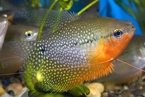 picture of Pearl Leeri Gourami Lrg                                                                              Trichogaster leeri