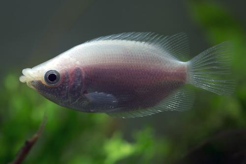 picture of Pink Kissing Gourami Xlg                                                                             Helostoma temminckii 'Pink'