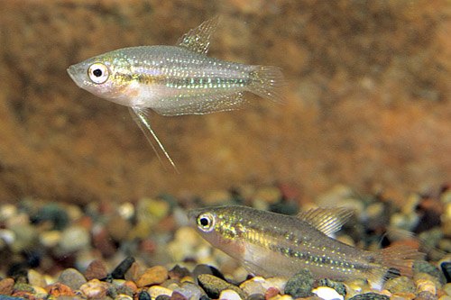 picture of Pygmy Pumilus Sparkling Gourami Lrg                                                                  Trichopsis pumilus