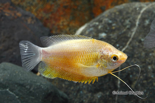 picture of Sunset Thicklip Gourami Sml                                                                          Colisa labiosa